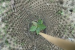 PUNCTURES piantumazione 5973