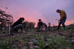 PUNCTURES piantumazione 6344